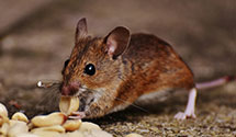 24 Hour & Emergency Exterminators in Wagoner, OK